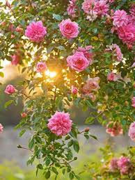 Фотки кустов роз различной величины для скачивания | Розы кусты Фото  №602909 скачать