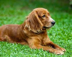 By the late 17th century, spaniels had been specialized into water and land breeds. Zoo Co Cocker Spaniel