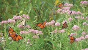 do milkweeds monarchs by val