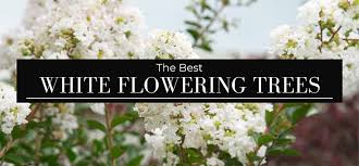 Flowering trees, in particular, have high aesthetic value. The Best White Flowering Trees