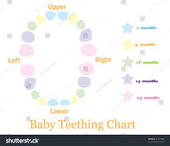 Baby Teething Chart Stock Vector Royalty Free 81077326