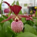 Cypripedium ventricosum red