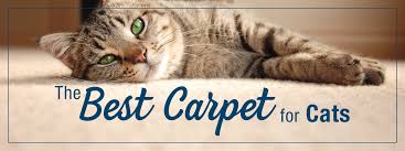 best carpet for cats empire today