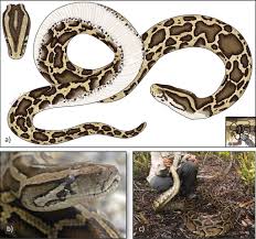 burmese pythons in florida a synthesis