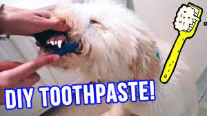 homemade dog toothpaste only 2