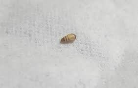 tips carpet beetle removal