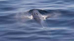 rare whale species in gulf of mexico
