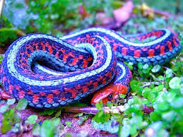 california red sided garter snake