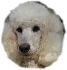 standard poodles and poodle puppies