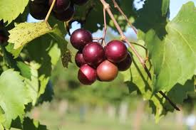 a must try muscadine wine recipe full
