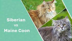 siberian cat vs maine what s the