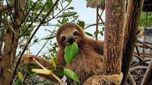Image result for sloths in the rainforest