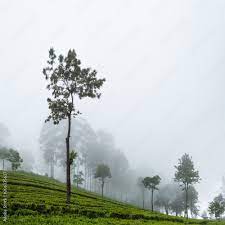 tea plantation in hale sri lnaka