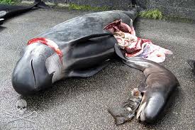 Image result for pilot whale slaughter
