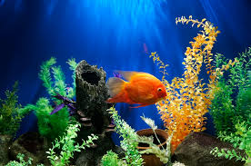 750+ Fish Tank Pictures | Download Free Images on Unsplash gambar png