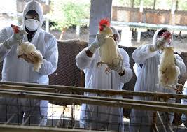 Bird flu has a selection of sequenced subtypes, including h7n3, h7n9 and h7n7, all of which primarily pass between birds. Bvjc3rfes2v8om