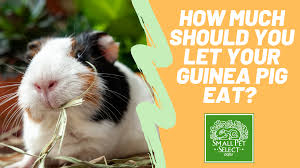guinea pig food doesn t need to be