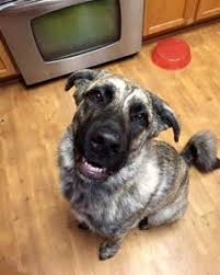 From size to temperament, coat care to health, there are important facts to learn about each purebred parent dog that can help determine if an irish wolfhound rottweiler mix dog is the right choice for you. German Shepherd Irish Wolfhound Mix Puppy For Adoption Austin Tx