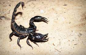 learn all about dangerous scorpions