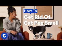 how to get rid of cat smell