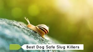 dog safe slug s get rid of