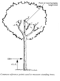 measuring standing trees ohioline