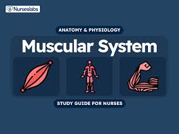 muscular system anatomy and physiology