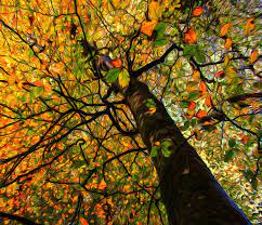 The Stained Glass Tree Photography By