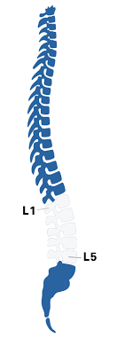 animated spinal cord injury chart