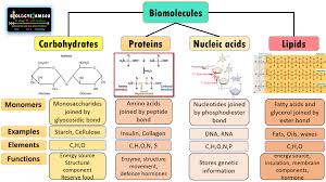 four biomolecules structure and