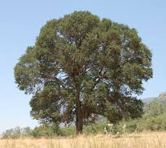 Quercus Douglasii Wikipedia