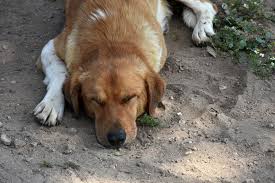 Specifically, in this condition, blood from the intestines shortly before or after birth, the large shunt closes down and the puppy's liver begins to function independently. Liver Shunts In Dogs Symptoms Causes Diagnosis Treatment Recovery Management Cost