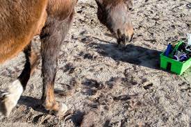 top 10 tips to shedding out your horse