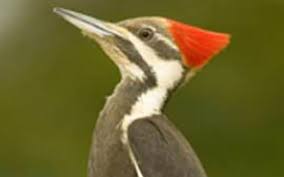 10 hours of woodpecker knocking sounds: Pileated Woodpecker Mdc Teacher Portal
