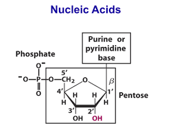 nucleotide synthesis flashcards