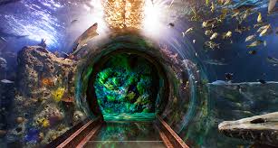 visit the dallas aquarium tunnel sea