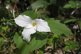 Is a species of bindweed in the morning glory family (convolvulaceae), native to europe and asia. Your Guide To Spring Wildflowers Forest Preserve District Of Will County