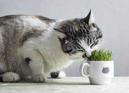 Some Plants Can Make Your Cat Sick