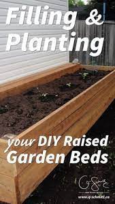 filling and planting diy raised gardens