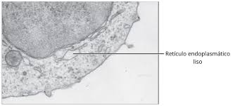 retículo endoplasmático liso qué es