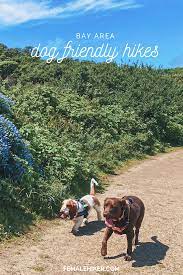 3 best bay area hikes with dogs the