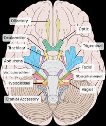 All 12 Cranial Nerves And Their Function Science Trends
