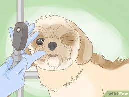 dog eyelid growths diagnosis