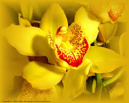 Orchidea all'occhiello coltivazione e piantagione. L Essenza Di Orchidea Tra Le Piu Pregiate E Ricercate L Aroma E Dolce E Delicato Si Trova In Special Modo Nei Paesi A Clima Tropica Orchidea Fiori Sfondi