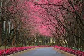 Wallpaper : nature, pink, tree, spring ...
