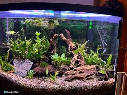 low light plants for aquariums planted
