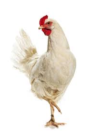 Its effects are most notable in domestic poultry due to their. Backyard Flock Owners Be Aware Of Virulent Newcastle Disease Thefencepost Com