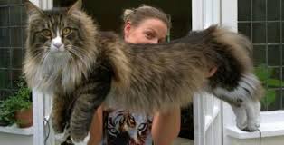 The Maine Coon Size Compared To A Normal Cat Maine Coon Expert