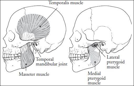 This deep section of the masseter muscle is clearly distinguishable from the two other layers