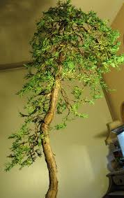 juniperus horizontalis bonsai blue